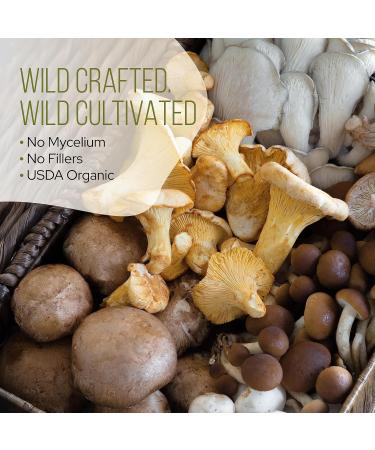 La Republica Instant Green Tea with Reishi Chaga Lion's Mane Cordyceps Turkey Tail Maitake for Focus (70 Servings) - Buy Online on GoSupps.com