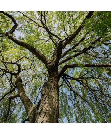 Alpi Nature corce de Saule Blanc Th BIO 250g corce de Saule Blanc s ch e et Coup e Th en Vrac - Buy Online on GoSupps.com