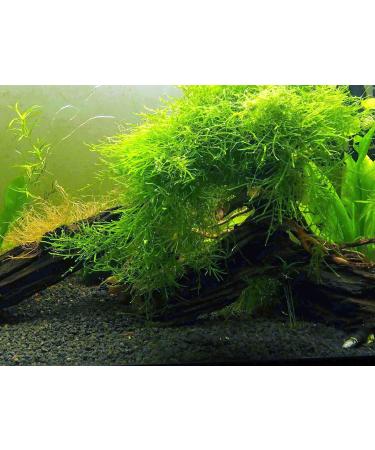 Aquatic Arts Java Moss (Large 25 Square Inch Portion) Freshwater Aquarium Plants | Java Moss Live Plant for Aquarium | Aquarium Plants Live | Pairs Well with Marimo Moss Balls in Planted Aquarium