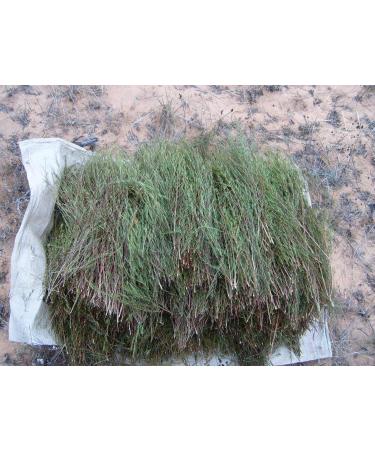 Buy Organic Green Rooibos Loose Tea 200g - Caffeine-Free & Unfermented | International Shipping Available - Buy Online on GoSupps.com