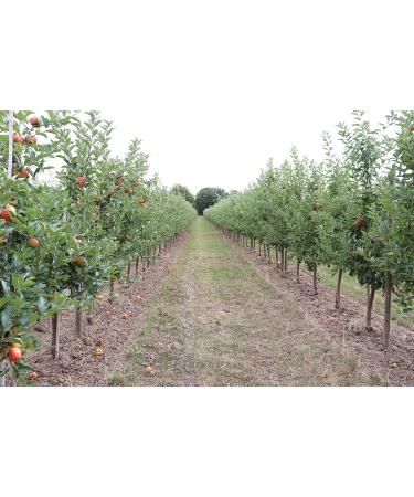  Bleichhof Bleichhof Pilot Apples - Palatinate Solid Acid Variety (10 kg) New Harvest - Buy Online on GoSupps.com