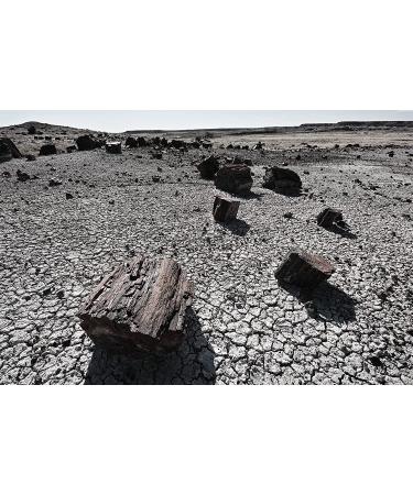 Sigma 8-16mm f/4.5-5.6 DC HSM FLD AF Ultra Wide Zoom Lens for Nikon DSLR - Best APS-C Lens - Buy Online on GoSupps.com