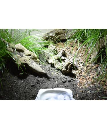 Buy Lucky Reptile JB-10 Jungle Bedding & Hydro Drain Bundle - 10L Tropical Substrate & Drainage Material for Terrariums - Buy Online on GoSupps.com