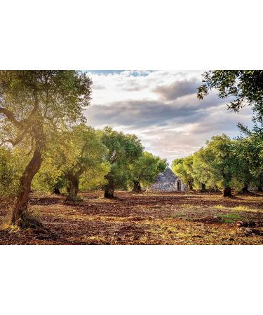 Pure Olive Leaf Extract | 40% Oleuropein | Natural Immune Support - Buy Online on GoSupps.com