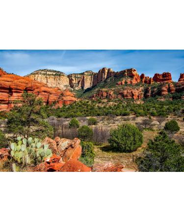 Jenny Joy's Organic Pine Tar Soap Bar - Handmade for Men & Women | Moisturizes & Heals Dry Skin | Natural Woodsy Scent | 5-6 oz - Buy Online on GoSupps.com