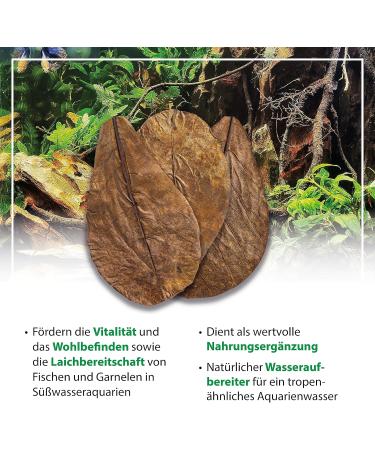Arka Myscape Catappa Leaves - 10 Natural Seafaring Tree Leaves for Freshwater Aquariums | 8-12cm Enhances Fish & Shrimp Health - Buy Online on GoSupps.com