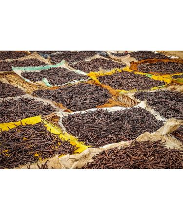 Premium Madagascar Vanilla Beans - Grade A Pods for Extract & Baking | Pack of 50 - Buy Online on GoSupps.com