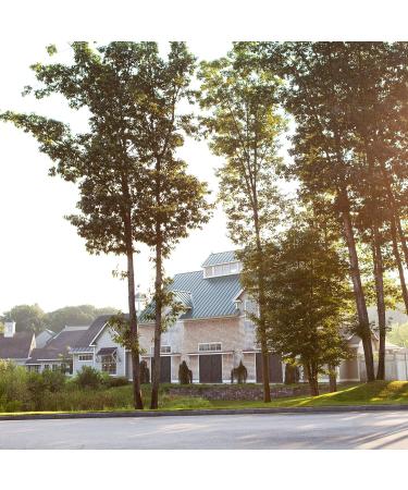 Stonewall Kitchen Apple Cinnamon Syrup 8.5 oz. - Buy Online on GoSupps.com