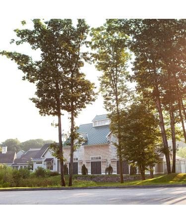 Stonewall Kitchen Mango Chutney 8.5 oz - Pack of 2 | Delicious Condiment - Buy Online on GoSupps.com