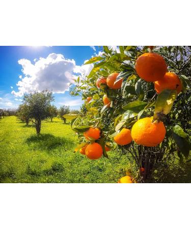 Baronessa Cali Tarocco Moisturizing Facial Mist - Hydrating Face Mist with Sicilian Blood Orange for Radiant Skin | International Shipping Available - Buy Online on GoSupps.com