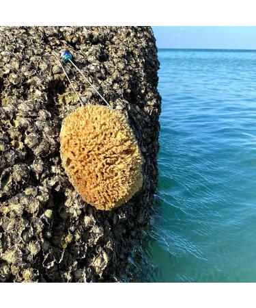 Tom & Pat Natural Bathing Sponge with Cord - Premium Quality 13-14 cm Shower & Peeling Sponge from Greece - Dermatest Rated Very Good - Buy Online on GoSupps.com