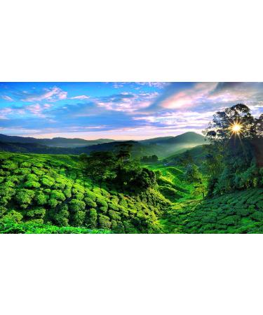 Ronnefeldt Masala Chai Joy of Tea - Premium Black Tea with Spices - 15 Tea Bags (64.5g) - International Shipping Available - Buy Online on GoSupps.com