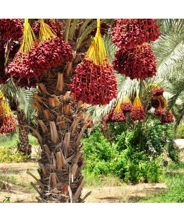 Dried dates 250 g- LA PLANTIGO - Buy Online on GoSupps.com