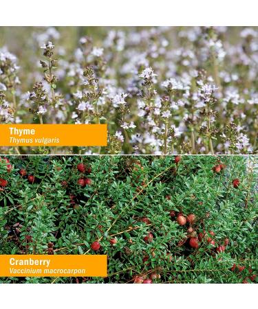 Herb Pharm Gum Guardian Herbal Mouthwash - Organic, 1 Fl Oz - Healthy Mouth and Gums - Buy Online on GoSupps.com