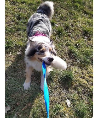 Premium Dingo Dog Toys - Real Lambskin Grip Toys for Training & Motivation - Blue Long Handle 15583 - Buy Online on GoSupps.com