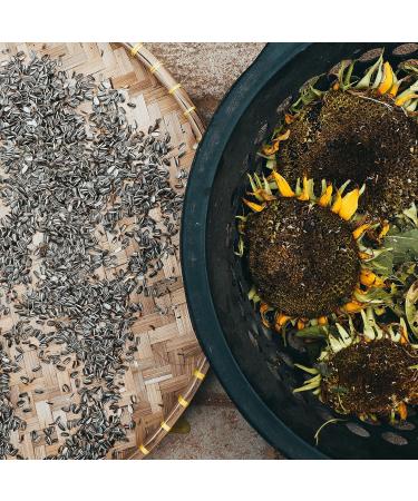 Raw Peeled Sunflower Seeds (1kg/2.2lb) - Unroasted, Unsalted, 100% Natural & Vegan - Nutty Ready-to-Eat Snack - Buy Online on GoSupps.com