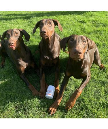 Premium Slippery Elm Bark for Dogs - Petgold 100g | Natural Dog Health Supplement - Buy Online on GoSupps.com