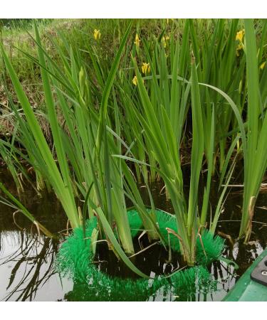 Buy EXCOLO 4x Spawning Aid Brush - Koi Spawning Aid for Pond Fish | International Shipping Available - Buy Online on GoSupps.com