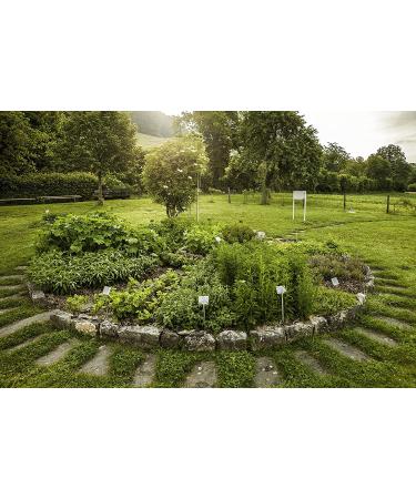 Ricola Herbal Throat Drops Lemon Mint Sugar Free 105 Count (2 Pack) - Soothing Relief for Sore Throats | Buy Now - Buy Online on GoSupps.com