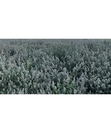 From The Field Catnip Buds 1oz: Premium Organic Catnip for Maximum Fun - Buy Online on GoSupps.com