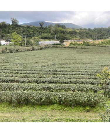 Taiwan Red Oolong Tea Jia Fang Tea Garden Loose Leaf 150g x 4 - Buy Online on GoSupps.com