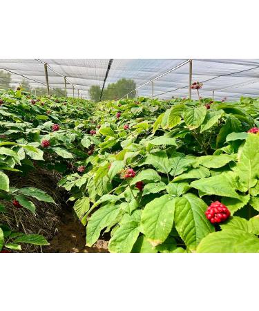 Herbal Supplements| Premium Ginseng Roots| 5-Year Canadian Grown| Nice Gift for Family| Great for Tea and CookingTea & Cooking| Boosts Energy & Body Immunity 10.6oz/16oz. (454) - Buy Online on GoSupps.com