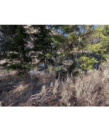 QuikCamo Mossy Oak 3D Leafy Suit - Large/XL NWTF Mossy Oak Obsession for Men | Turkey Hunting, Airsoft, Paintball, Birdwatching, Wildlife Photography - Buy Online on GoSupps.com