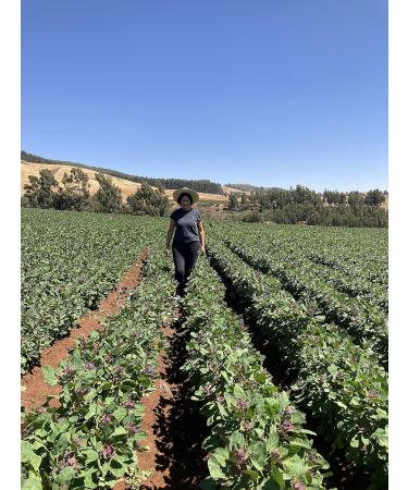 Solid Food Witte Quinoa Bio 3 x 1 kg Peru - Buy Online on GoSupps.com