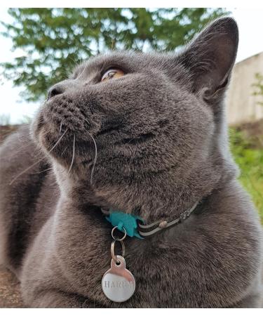 Kittyrama Cat & Kitten Neck Bands | As Seen in Vogue | Vet Approved Breakaway Hypoallergenic | Explore Stylish Havana & More - Buy Online on GoSupps.com