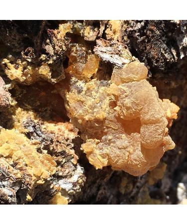 Jenny Joy's Organic Pine Tar Soap Bar - Handmade for Men & Women | Moisturizes & Heals Dry Skin | Natural Woodsy Scent | 5-6 oz - Buy Online on GoSupps.com