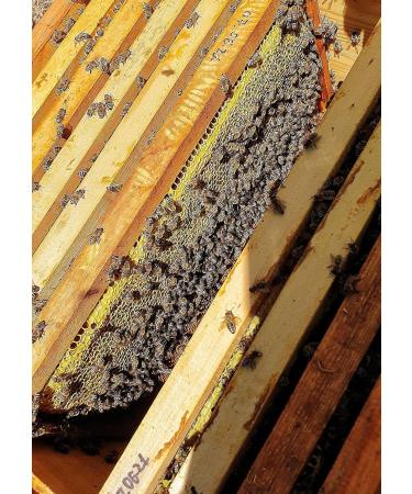 Award Winning Pure Spina Christi Honey (Gold Award at The London Honey Awards 2021). Single Origin Honey from The Raw Honey Collective - 240g - Buy Online on GoSupps.com
