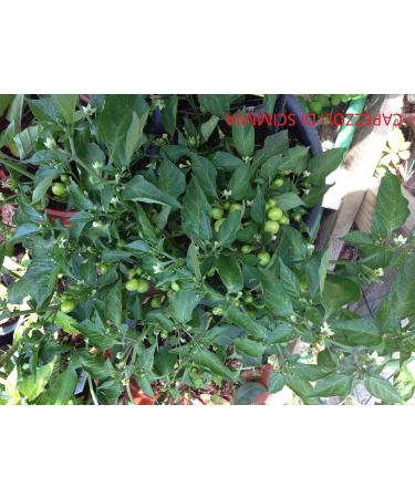 JAI'S GHOST RED-SOVERATO-BIG MAMA MUSTARD-CAPEZZOLI DI SCIMMIA-URFA BIBER-AJI PANCA - Buy Online on GoSupps.com