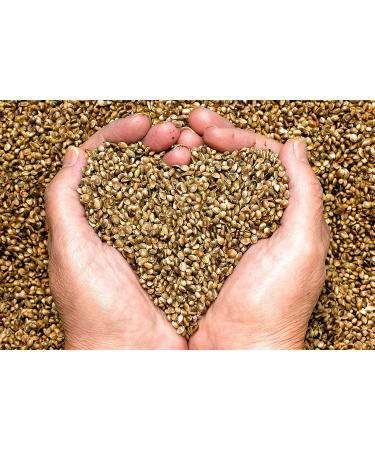 Hemp Seed Oil - 100% Pure Unrefined Cold Pressed Organically Sourced All Natural Non GMO Extra Virgin Undiluted Carrier Oil - 32 oz - 1 Quart - For DIY Essential Oils Cosmetics - Packaging May Vary - Buy Online on GoSupps.com