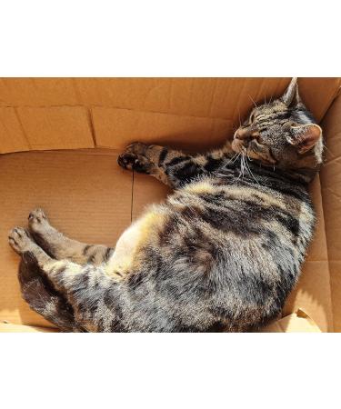 Cat FurNature L-Tryptophan: Calming Supplement for Cats (40 servings, 100mg) - Buy Online on GoSupps.com
