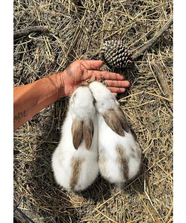 Second Cut Timothy Rabbit Hay from Elmsview Farms - 10lb Box of Small Pet Timothy Hay Mix - Buy Online on GoSupps.com