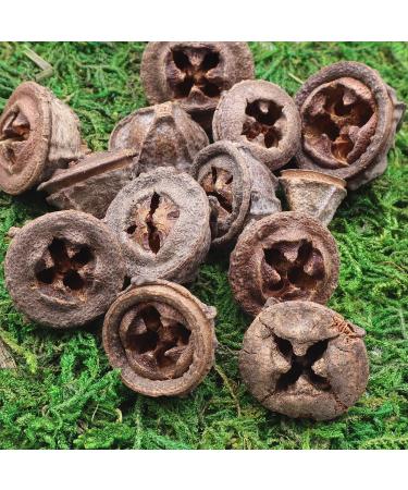 Eucalyptus Seed Pods | 240g Bag | Approx. 120 Pieces | 1.5-3cm | Natural Decor, Crafts - Buy Online on GoSupps.com