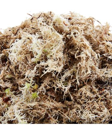Komodo Habitat Moss 1.5 Litre May Vary 1.5 l (Pack of 1) - Buy Online on GoSupps.com