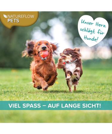 Gr nlippmussel Dog Supplement - 250g Natural Green Lip Powder for Joint Support - Test Winner for Dogs - High Acceptance Green Lip Shell Powder - Buy Online on GoSupps.com