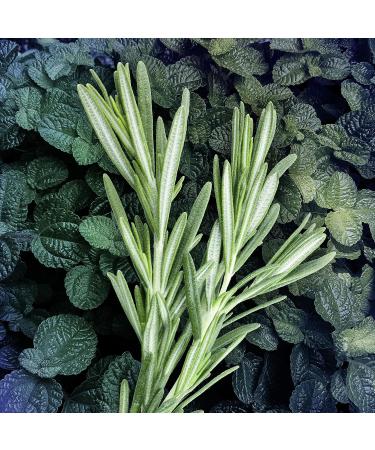 AXE Body Spray for Men - Phoenix Scent 4 Ounce | International Shipping Available - Buy Online on GoSupps.com