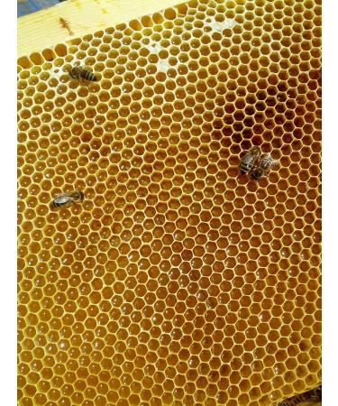 Meden Multiflower Miel 100 % pur non filtr non chauffant 1 5 kg - Buy Online on GoSupps.com