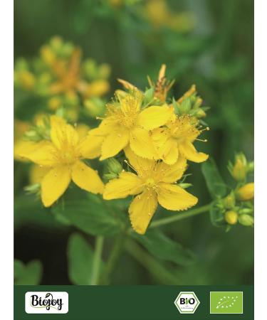  Biojoy Biojoy Organic St. John's wort herbal tea (250g) dried and cut (Hypericum perforatum) - Buy Online on GoSupps.com