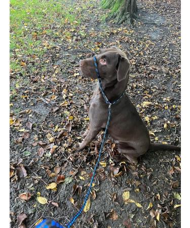 No More Pulling! Anti-Pull Field Figure 8 Halter - One Size Fits All, Super Soft Braided Nylon - Green-Black - Buy Online on GoSupps.com