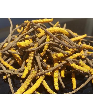 Wild Cordyceps Whole Himalayan Mushroom | Genuine High Grade | Boost Energy, Reduce Stress | 3g for Men & Women - Buy Online on GoSupps.com