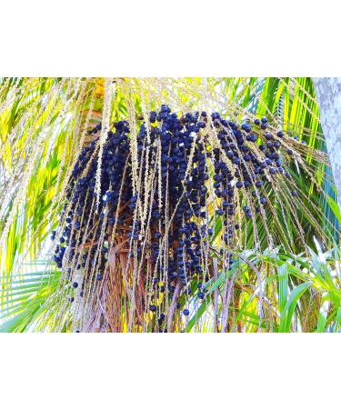 Food-United Acai Puree 12x1kg | Ponthier Superfood for Smoothies Sorbets & More - Buy Online on GoSupps.com