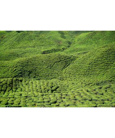  AMA-Feinkost Jasmine Green Tea with Jasmine Flowers (500 g) - Buy Online on GoSupps.com