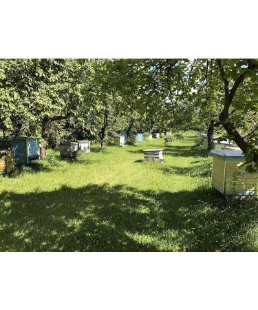 Bee Bread Perga Fermented Bee Pollen Raw & Natural No Preservatives No Genetic Engineering Suitable for Vegetarians 500g. - Buy Online on GoSupps.com