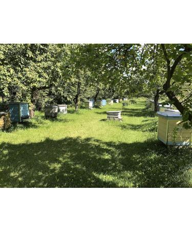 My bee bread 250g Bee bread pergoa fermented pollen raw & natural without preservatives without genetic engineering suitable for vegetarians 2021 harvest - Buy Online on GoSupps.com