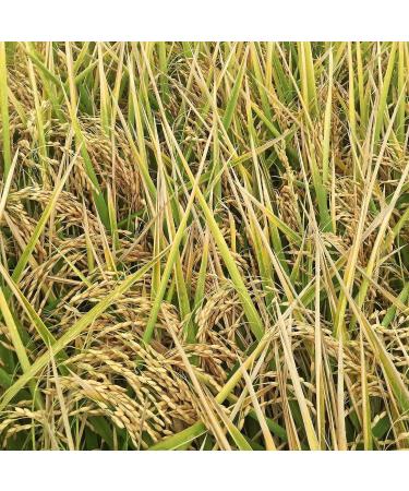 Chico Rice - 100% Organic California Japonica Calrose Medium Grain Rice - Vegan & Gluten Free - 30 oz (2 Pack) - Buy Online on GoSupps.com