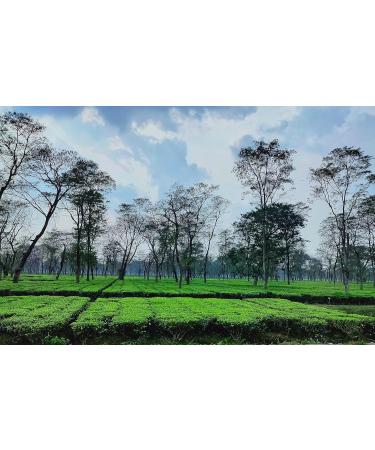 Dethlefsen Balk tepemando BIO black tea mix kbA Black Sench s ginger senasy DE KO006 aromaized 1 kg - Buy Online on GoSupps.com