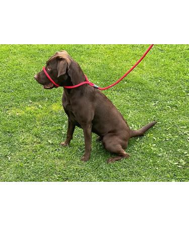 All-in-One Halter Leash for Dogs Anti-Pull Design Adjustable for All Breeds Green/Black Grey - Shop Internationally! - Buy Online on GoSupps.com